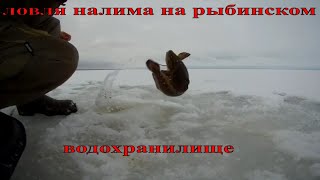 Когда открытие рыбалки на рыбинке в 2020