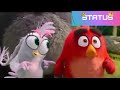 Status Angry Birds Meet Red And Silver