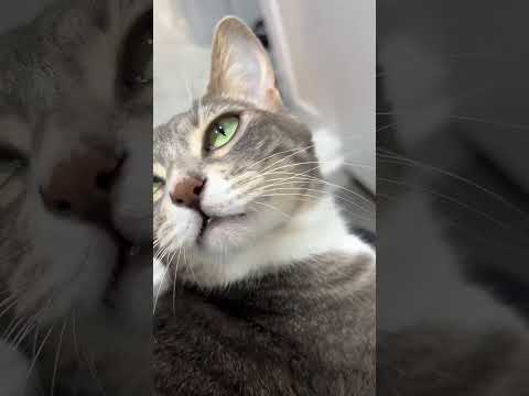 나가기 위해 한국말을 터득한 고앵