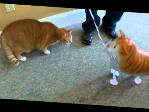 Bert The Cat vs. Cat Balloon (Viral Videos Remix)