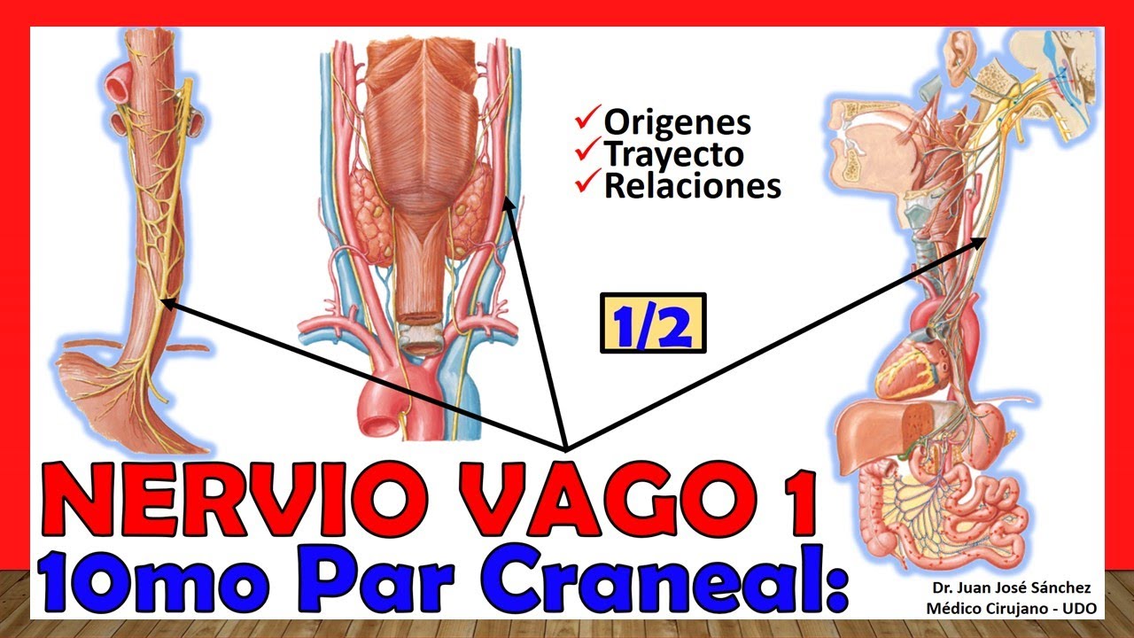 🥇 10mo Par Craneal - NERVIO VAGO 1/2 - (Neumogástrico). Origen, Trayecto y Relaciones
