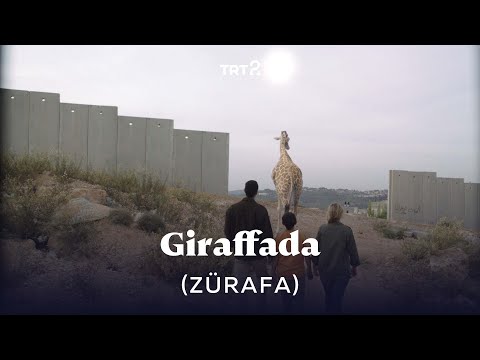 Trailer of Zürafa (2014)