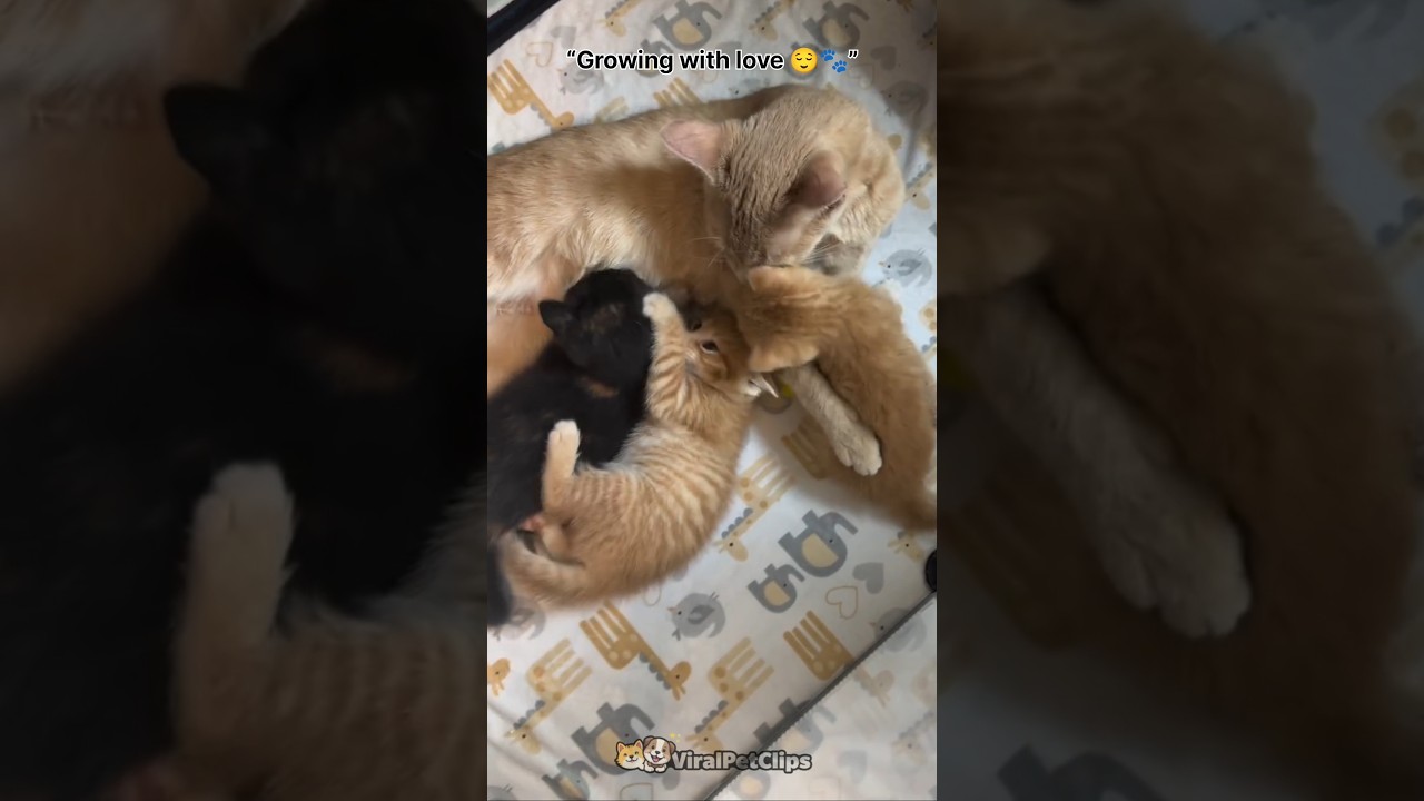 A Mother Cat’s Love for Her Kittens 🐱❤️ #shorts #cats #kitten