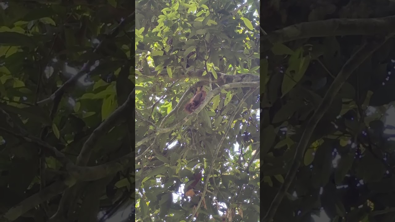 Orangutan in Borneo, Malaysia!【Part 3】