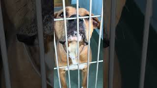 Video preview image #1 Mutt Puppy For Sale in Pasadena, CA, USA