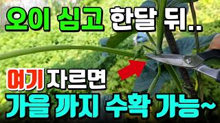 오이 곁순 제거 방법과 제거하는 이유! 순지르기 하면 수확량이 폭발?