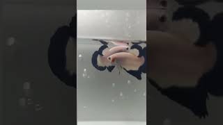 Download lagu Ikan Cupang lagi ngedok, koleksi lama, cupang jenis apa nih? #shorts #ikancupang #viral #bettafish mp3