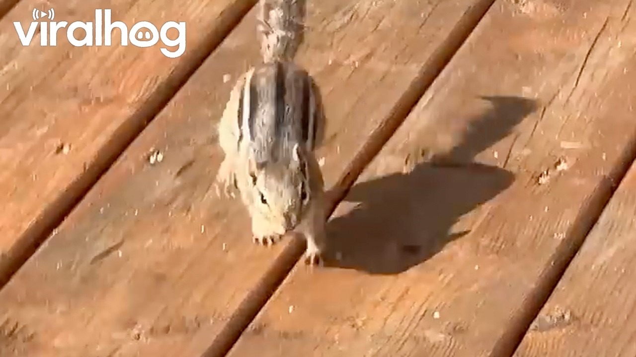 Morning Meet Up With My Chipmunk Friend || ViralHog