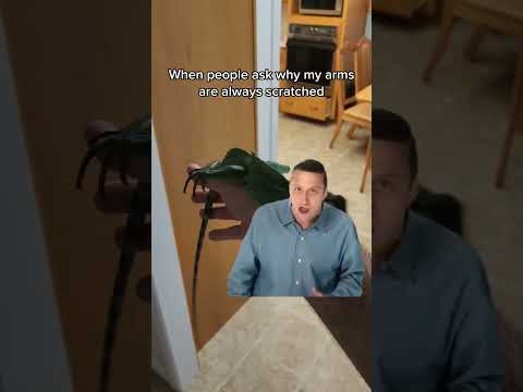 I need a bandaid #reptile #pet #lizard #tegu #cute #herpetology #animals #beardeddragon #nature #lol