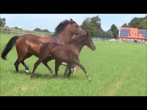 *2016 Stutfohlen von Dance Star AT - Vivaldi - Notre Beau