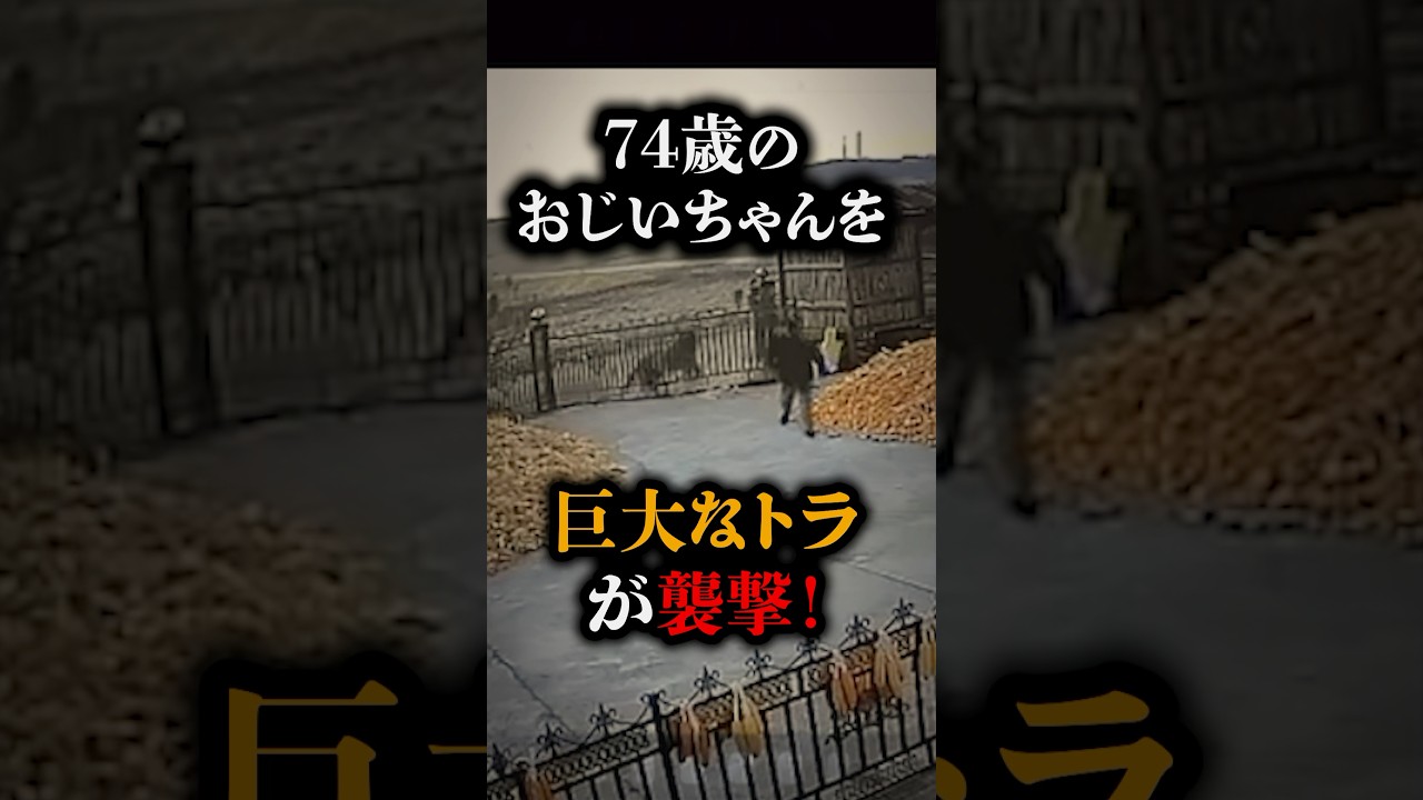 絶滅危惧種のトラがおじいさんを襲う…
