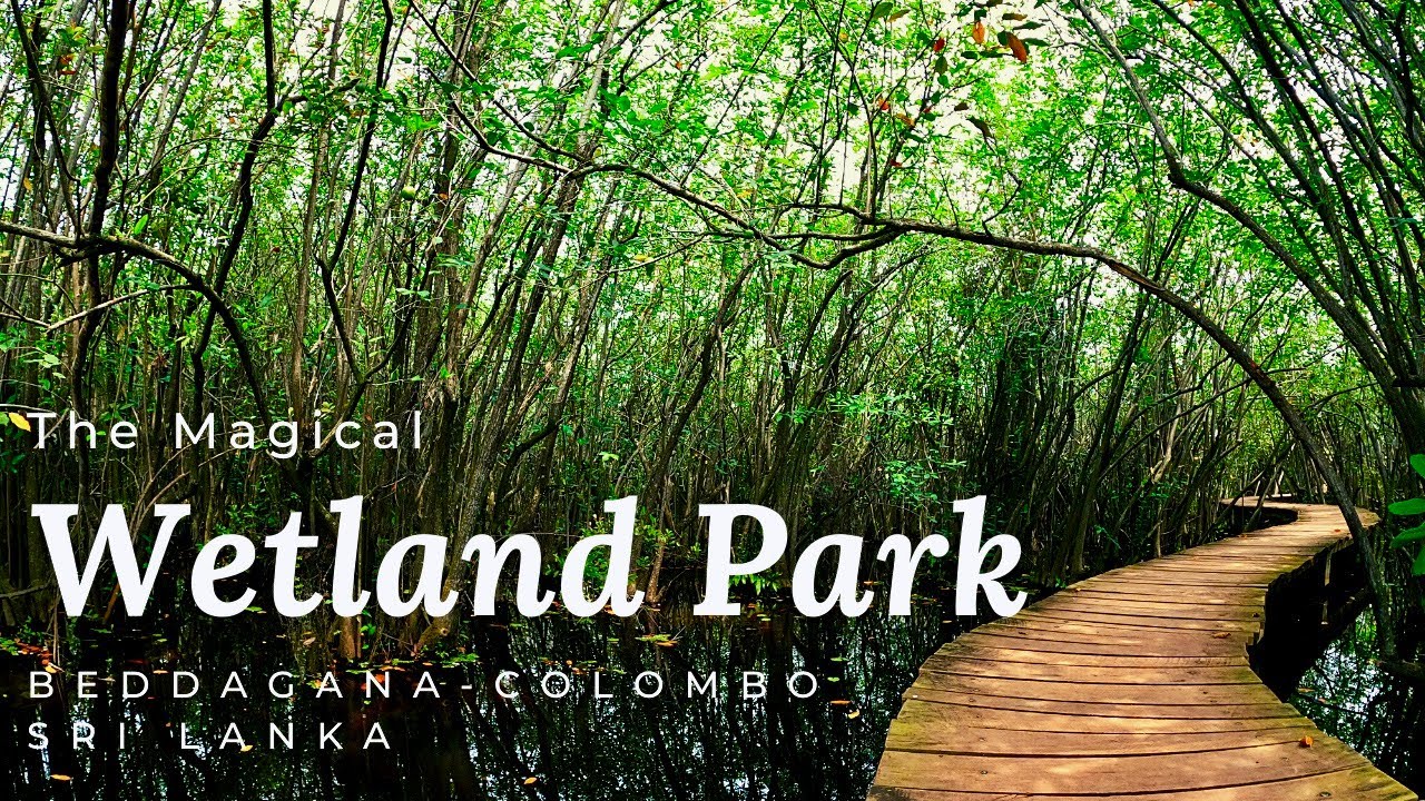 Experience a virtual stroll through Beddagana Wetland Park.
