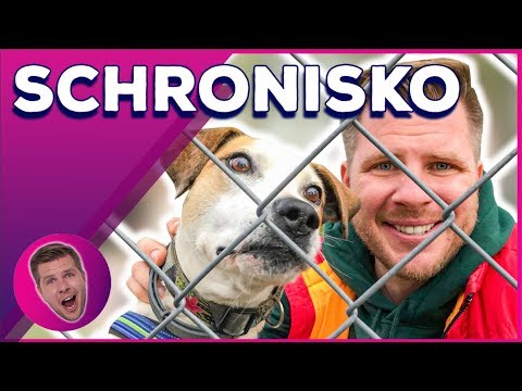 PSIA KUPA VS CHAJZER 😱Filip Chajzer Wchodzę w to! SCHRONISKO 😱