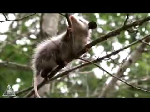 Raccoon & Opossum Damage Control | Mayhem Restoration & Trapping 224-267-5550