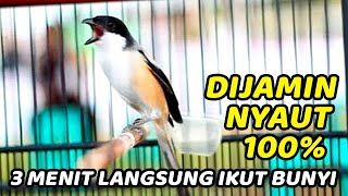 Download lagu CENDET MALAS MACET STRESS PUN AKAN NYAUT APALAGI MASTERAN CENDET PASTI BAKAL NARUNG NGEPLONG ~ JUOSS mp3