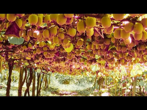 How to Cultivate Millions of Kiwi Fruit in New Zealand - Kiwi Fruit Farming and Harvest