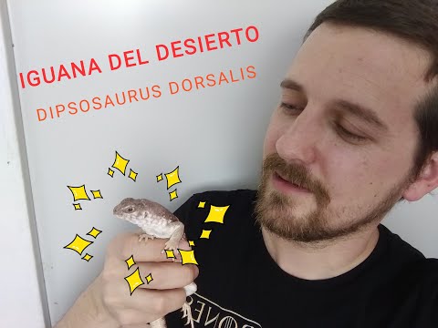 La Iguana del desierto, Dipsosaurus Dorsalis