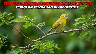 Download lagu PANCINGAN PLECI NEMBAK ZIPPER SAMBUNG KENARI WIT WIT WIT CERR, BIKIN LAWAN EMOSI DAN BUKA PARUH mp3 Download lagu PANCINGAN PLECI NEMBAK ZIPPER SAMBUNG KENARI WIT WIT WIT CERR, BIKIN LAWAN EMOSI DAN BUKA PARUH mp3