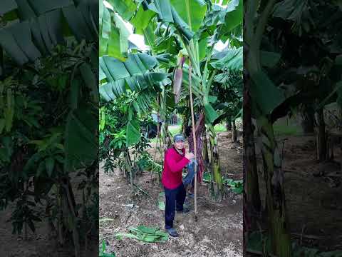 How to support a banana tree #GoldenBanana #Farmer #NewFarmer #BananaPlanting #MixedFarming