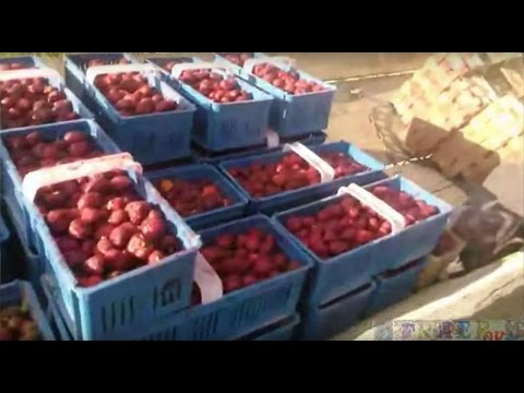 download lagu mp3 mp4 Strawberries From Poland, download lagu Strawberries From Poland gratis, unduh video klip Strawberries From Poland