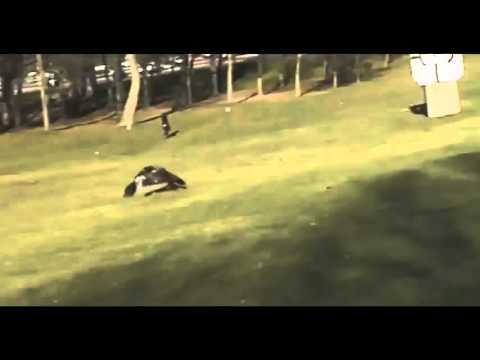 EAGLE catches baby, Baby wird vom Adler entführt