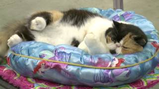 Cat show basics.