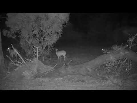 Djuma: Impalas as the rain starts - 01:16 - 11/19/21