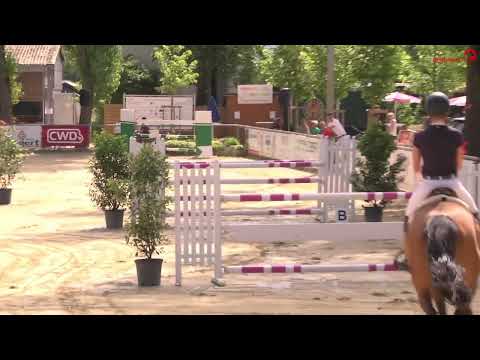 Nachkomme v. Cullinan du Borget B_Chiuvana & Sophie Hinners_Springpferde M_Hengststation Bachl