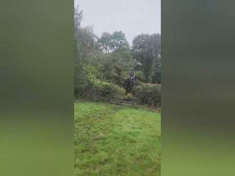 Horse - Image 2