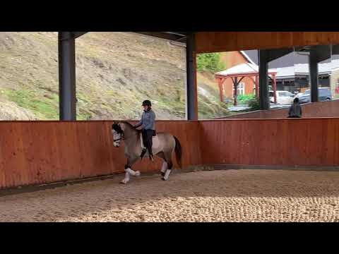 Rodrigo -- 4 year old Lusitano gelding