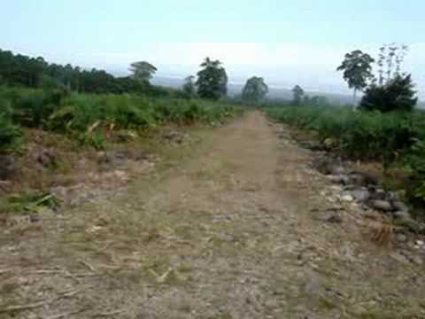 caza de venado con perros