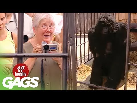 Gorilla Attack Prank