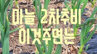 마늘 2차 웃거름 주는방법 통큰 마늘 추비에 달렸다