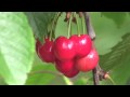 Nana Mouskouri - Le temps des cerises
