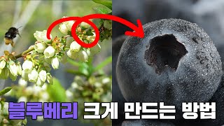 블루베리 꽃 따기의 중요성 ㅣ 친환경 블루베리 ㅣ 블루베리 알 크게 만들기