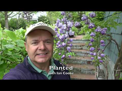 , title : 'Another Wisteria video - but this one is really good.'