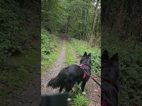 Mein Bulls copperhead evo 1 und mein Hund auf Tour