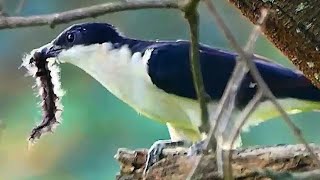 Download lagu MASTERAN GACOR & PIKAT KACER AIR SUARA PANCINGAN 1 KICAU MERDU ASLI SUARA BURUNG mp3