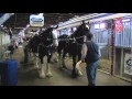 001 Draft Horse Town Calgary Stampede MVI