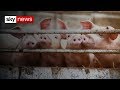 Pig To Human Heart Transplants Possible By 2022