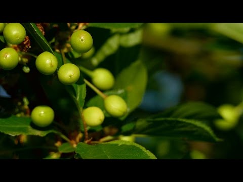 Primena preparata Slavol VVL u zasadima višnje - za kvalitetan i ukusan plod!