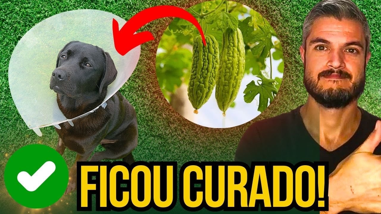 MELÃO DE SÃO CAETANO FAZ MILAGRE NA PELE DO CACHORRO COM DERMATITE ALEM DE CURAR CINOMOSE E PARVO
