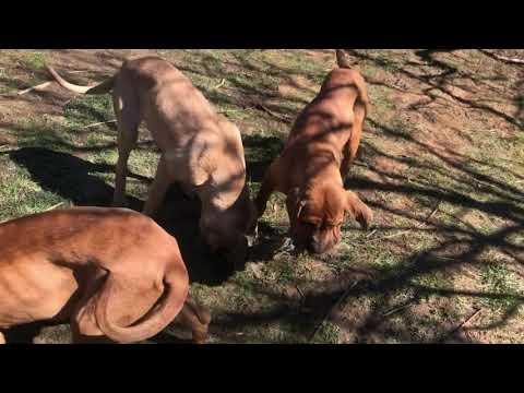 Tosa Inu puppy for sale