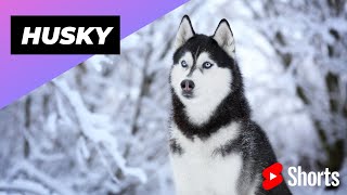 Husky 🐶 One Of The Most Popular Dog Breeds In T