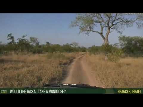 June 20, 2017-  Sunrise - Side Striped Jackal