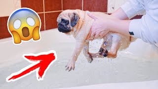 ШОК! ЩЕНОК ПЕРВЫЙ РАЗ ПЛАВАЕТ В ВАННОЙ 😱УЧИМ СОБАКУ ПЛАВАТЬ Что ЕСЛИ ОПУСТИТЬ МОПСА ВПЕРВЫЕ В ВОДУ