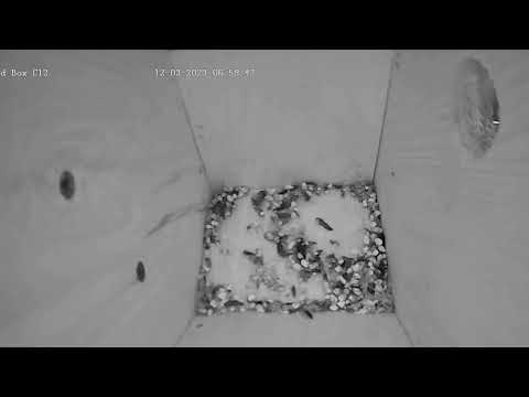 20230312 am Live bird box
