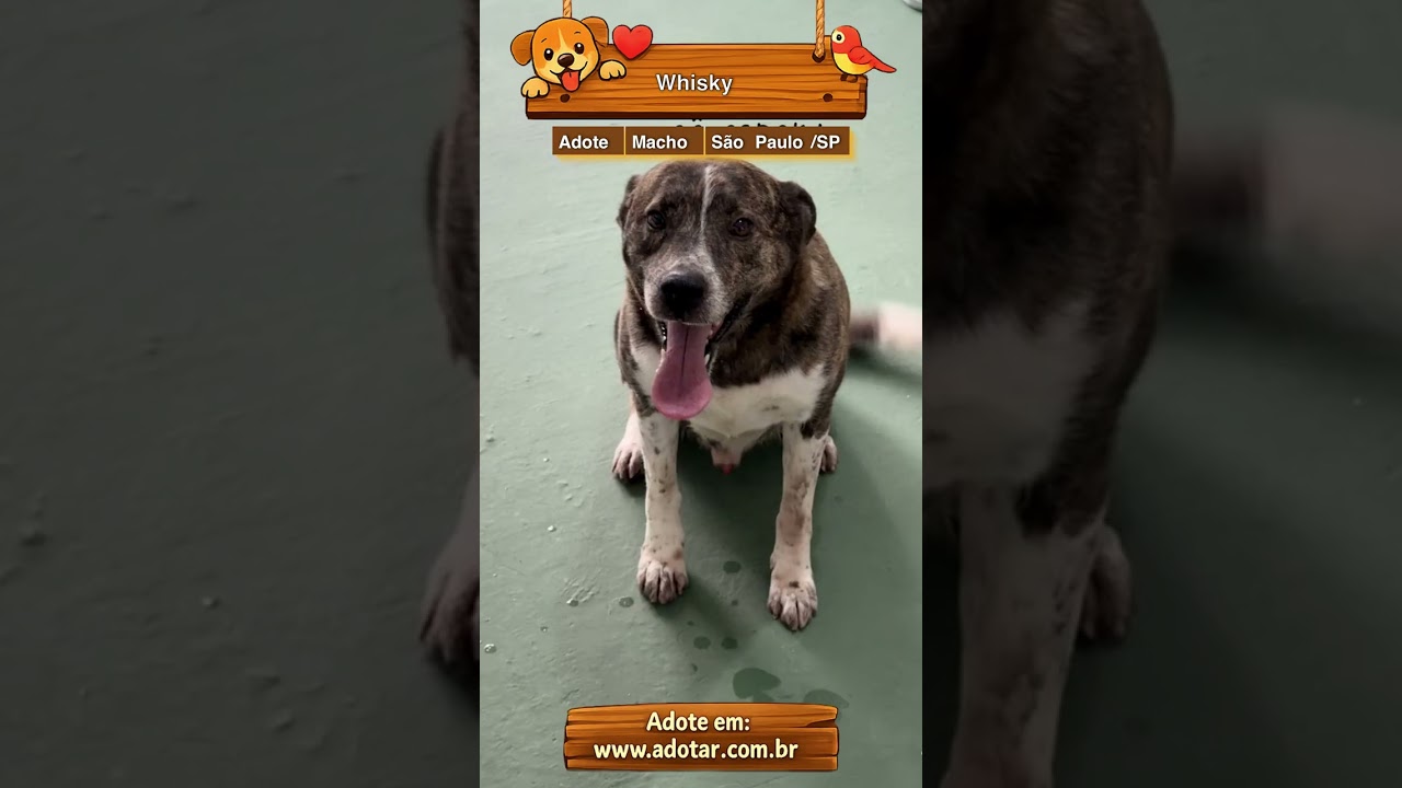 Cachorro raça SRD-ViraLata idade 4 anos nome Whisky