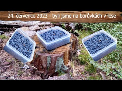 blueberries - 24  ‎července ‎2023   byli jsme na borůvkách v lese nádherný sběr borůvek