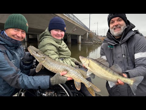 KALANTULO KIIHTYY JÄIDEN TULOON ASTI – KUHAA, AHVENTA JA HAUKEA VAASAN KESKUSTAN UPEISTA KALAVESISTÄ